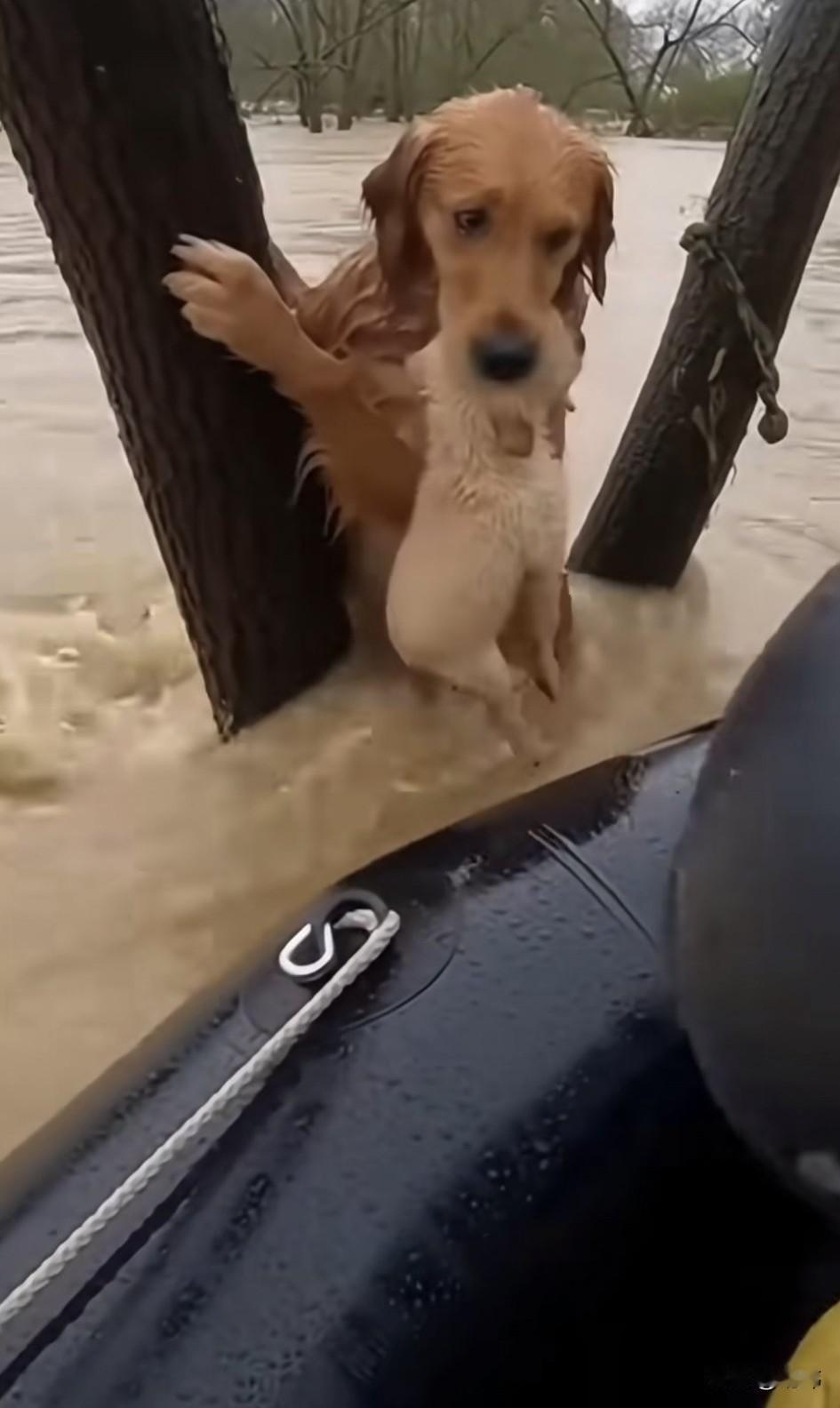 泪目了！一只流浪狗妈妈的家被洪水淹没了，它拼着命才叼着狗宝宝爬上一棵枯木，长时间