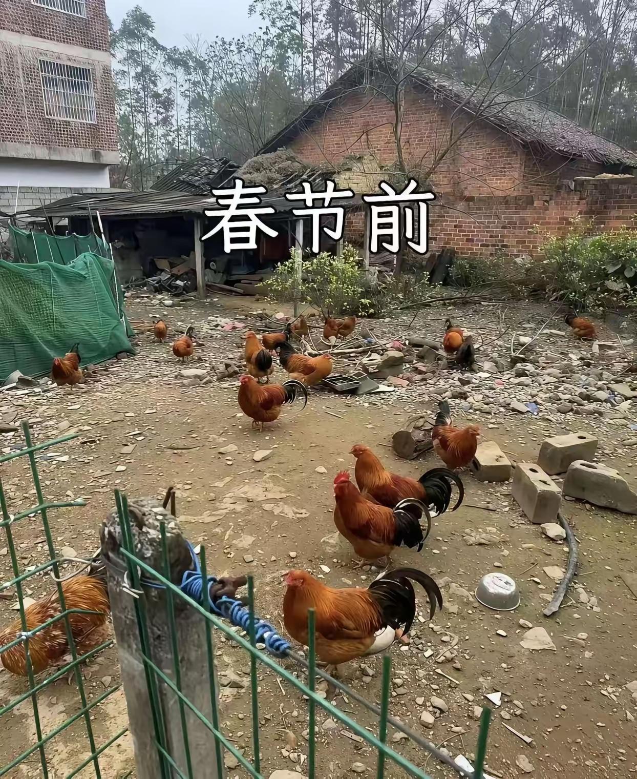 春节前都在，过完年，公鸡都走了。