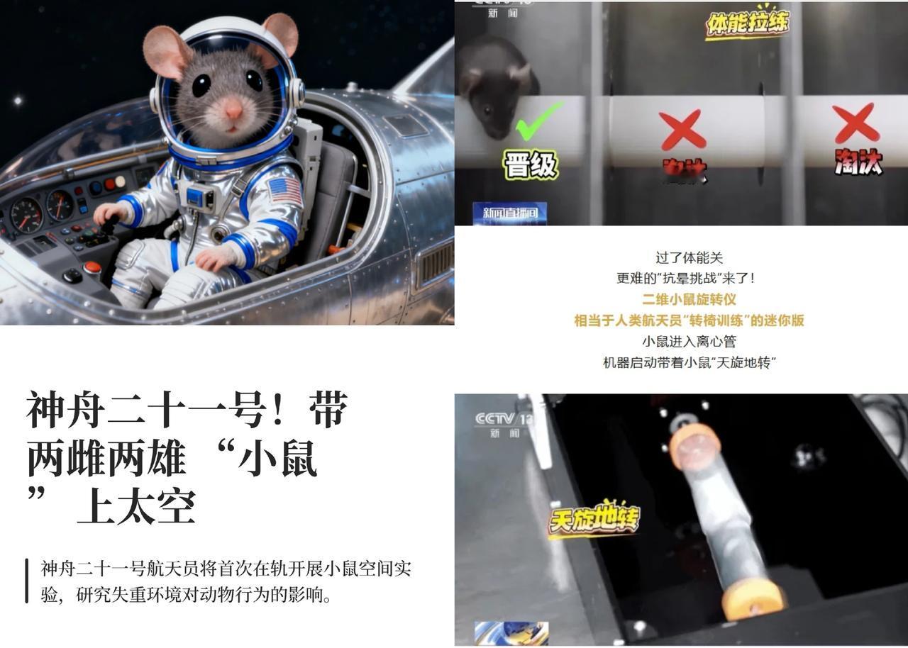 这下出名了不仅中国,连全世界都知道了除了三名航天员飞上太空,另外还有四只可