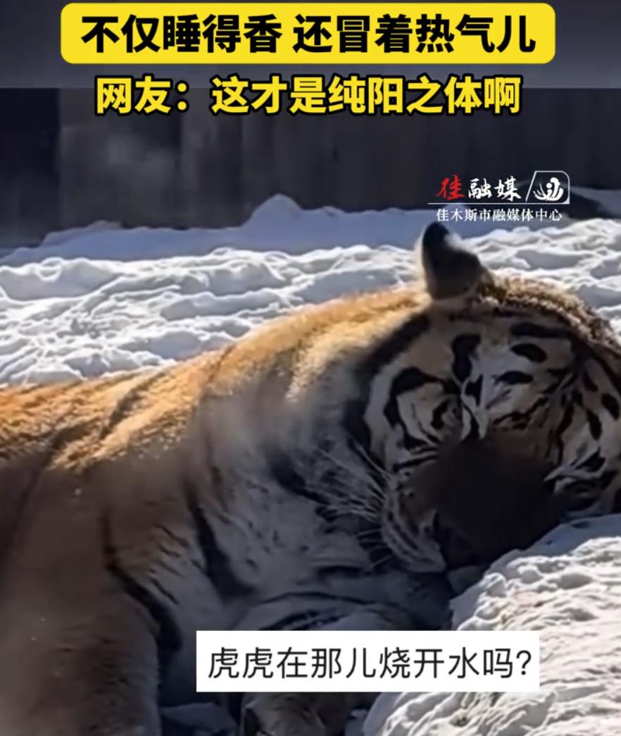 黑龙江一女子在动物园玩，突然发现雪地里，竟然冒着热气儿！凑近一看，却发现是一只东