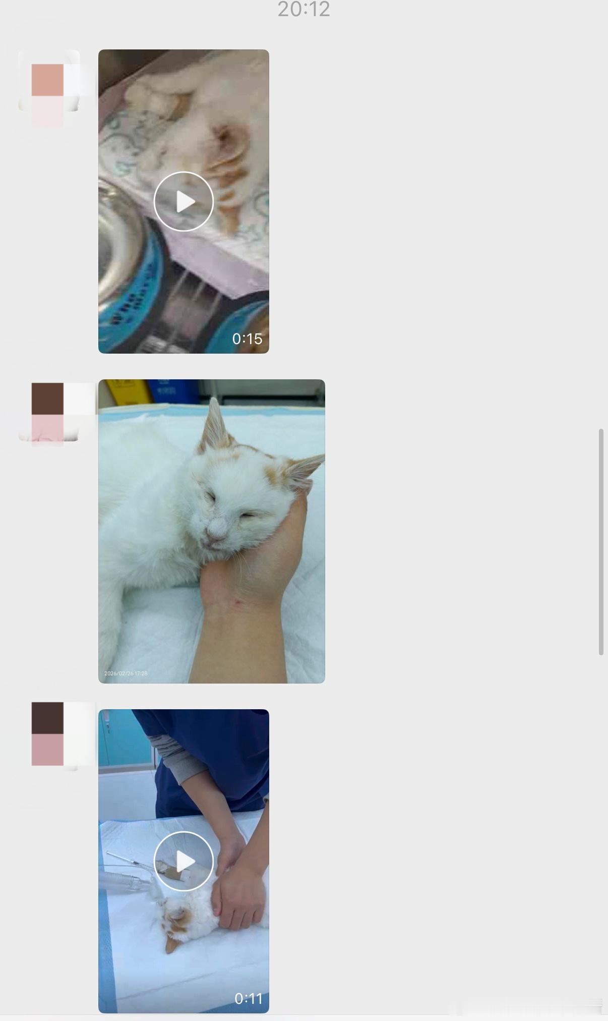 前段时间我跟哆米他妈救助的那只小白猫（就是为了救猫开车违章那次）得猫瘟去喵星了。