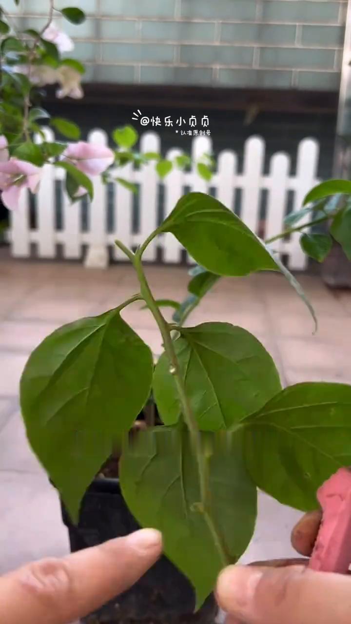 快乐小贞贞。这是一棵扦插活的枝条，打算拉直做高飘。我示范一下。·选取枝条时要