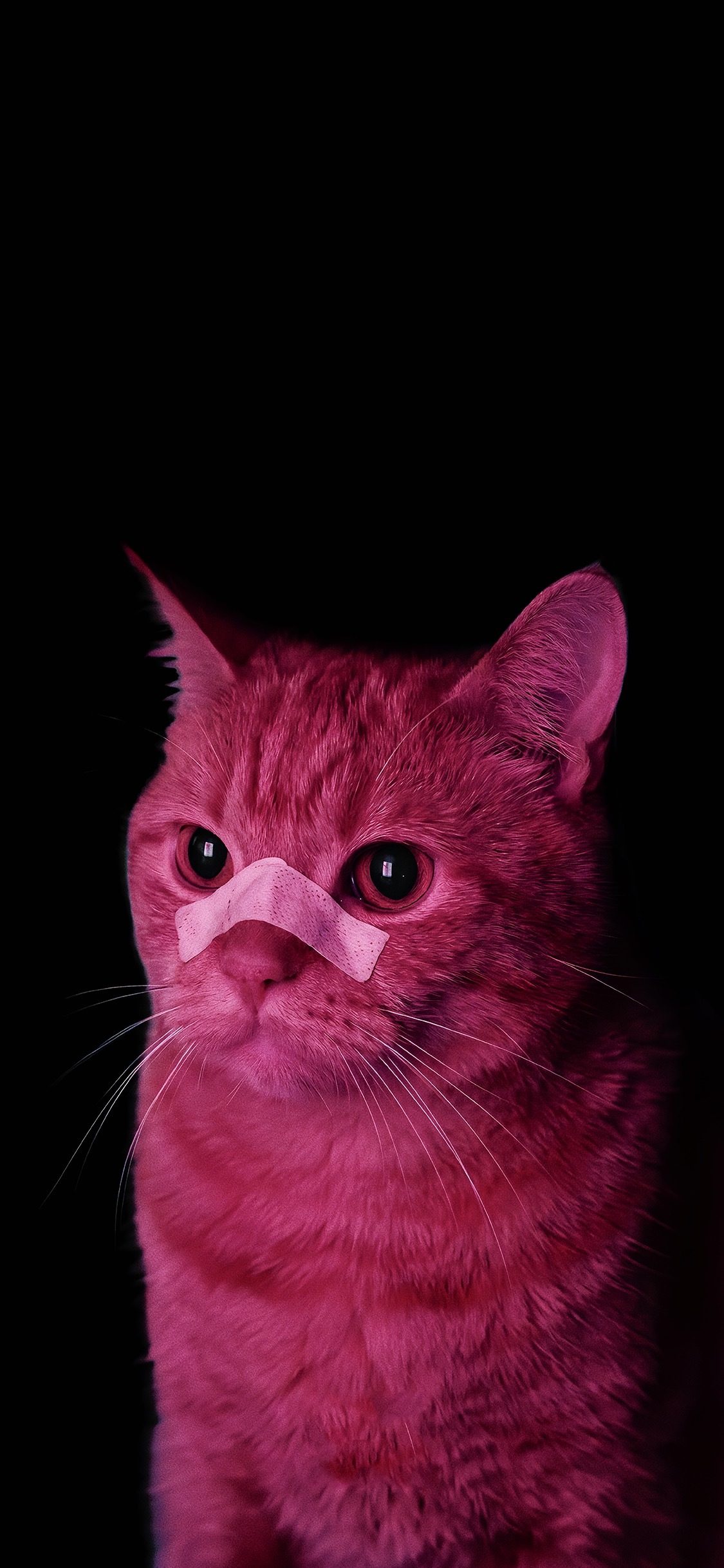壁纸猫猫狗狗壁纸分享