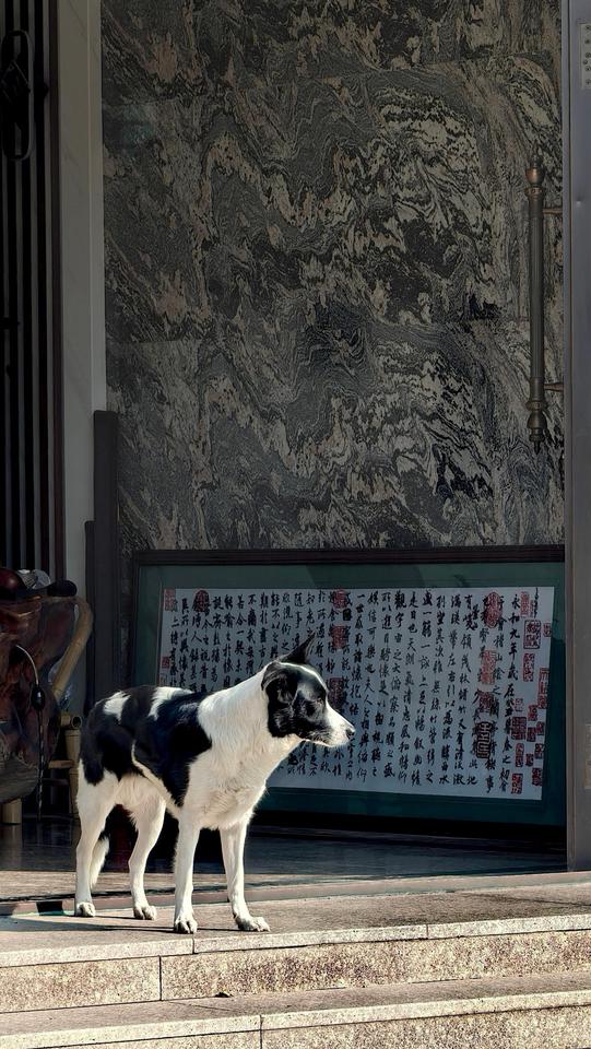 狗狗特写万物有灵围观日常分享