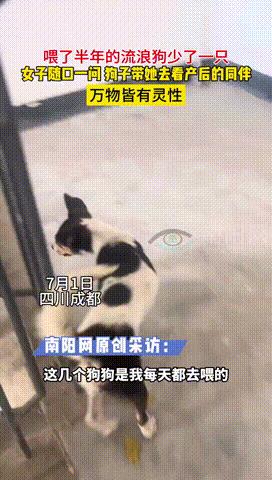 “万物皆有灵！”7月1日四川成都，一女子每天投喂小区附近的两只流浪狗，可有一天，