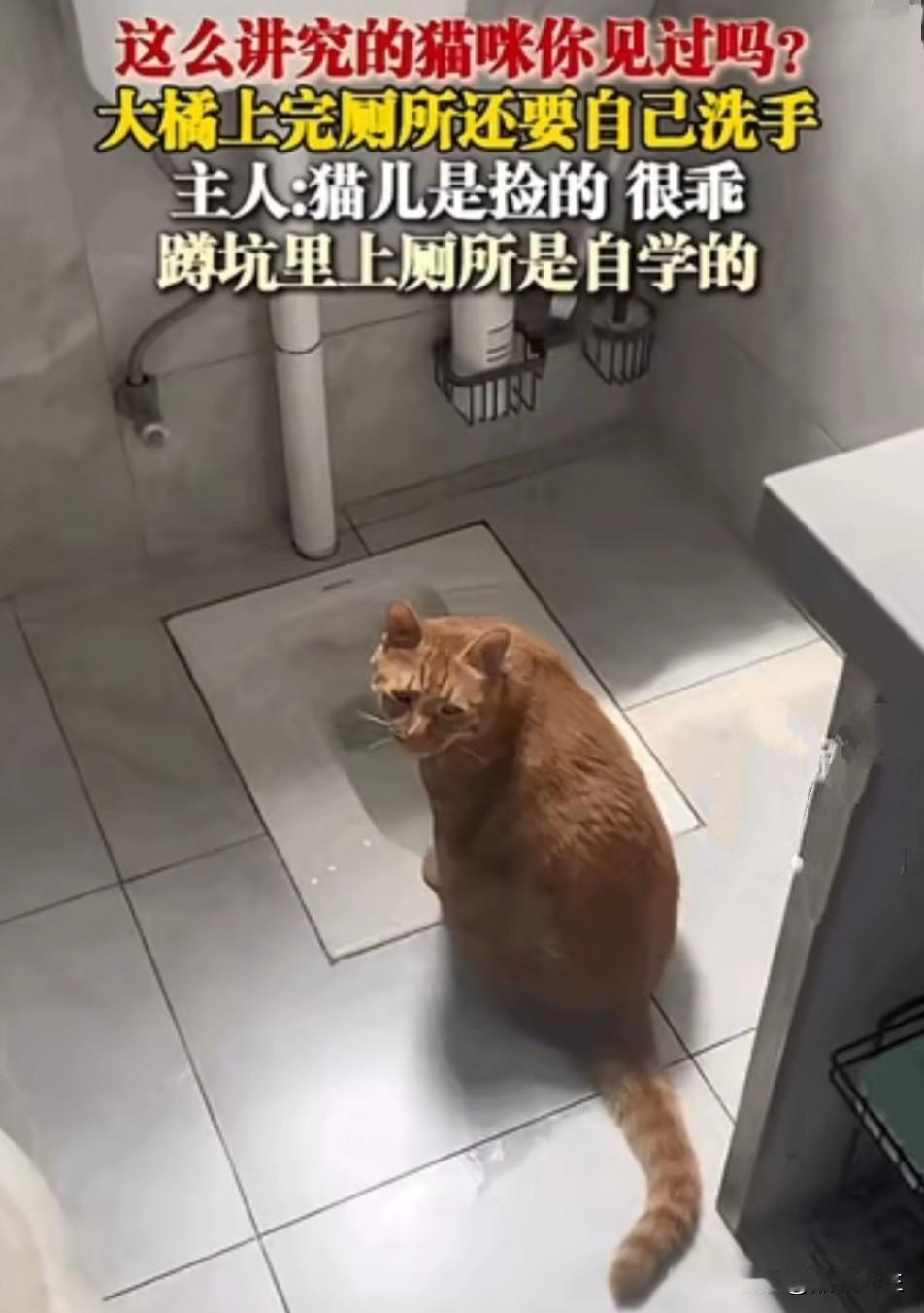 养过猫的朋友们都知道，猫这种动物非常的爱干净，可是流浪猫没有被调教过，它咋能知道