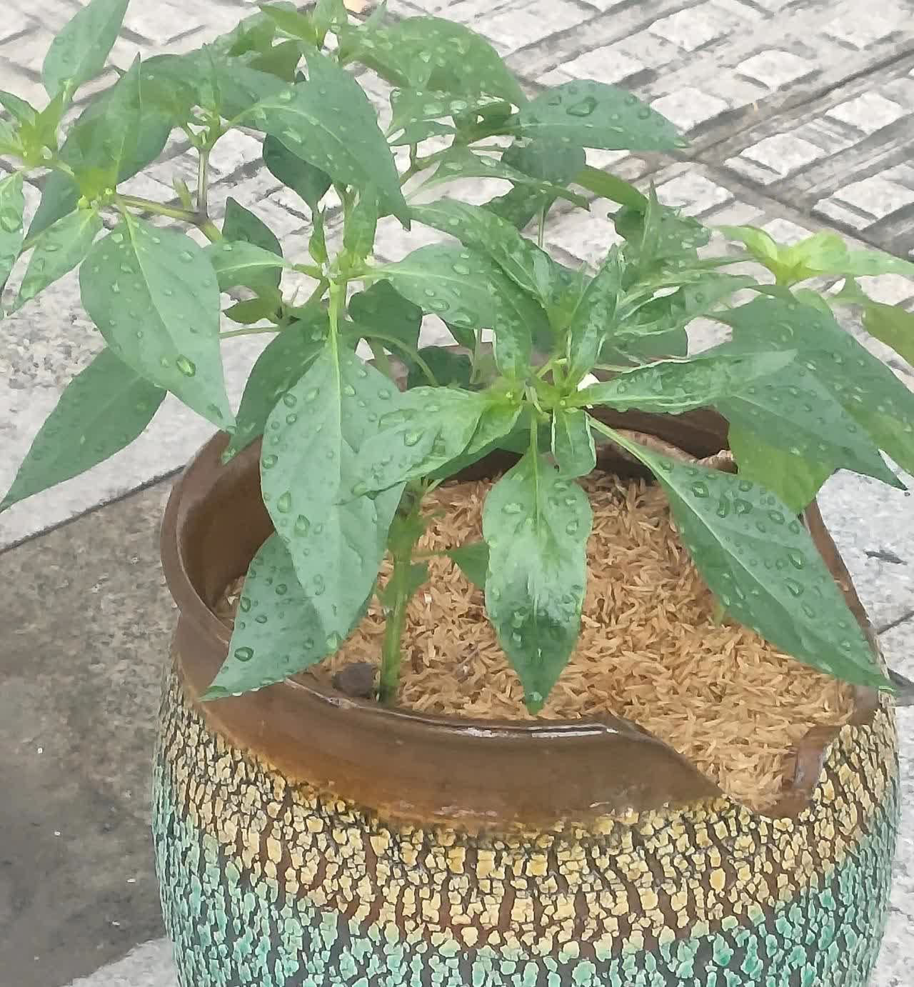 今天早晨，我又多管闲事了。前几日，我发觉早市的东西比菜市场里的东西便宜不少，