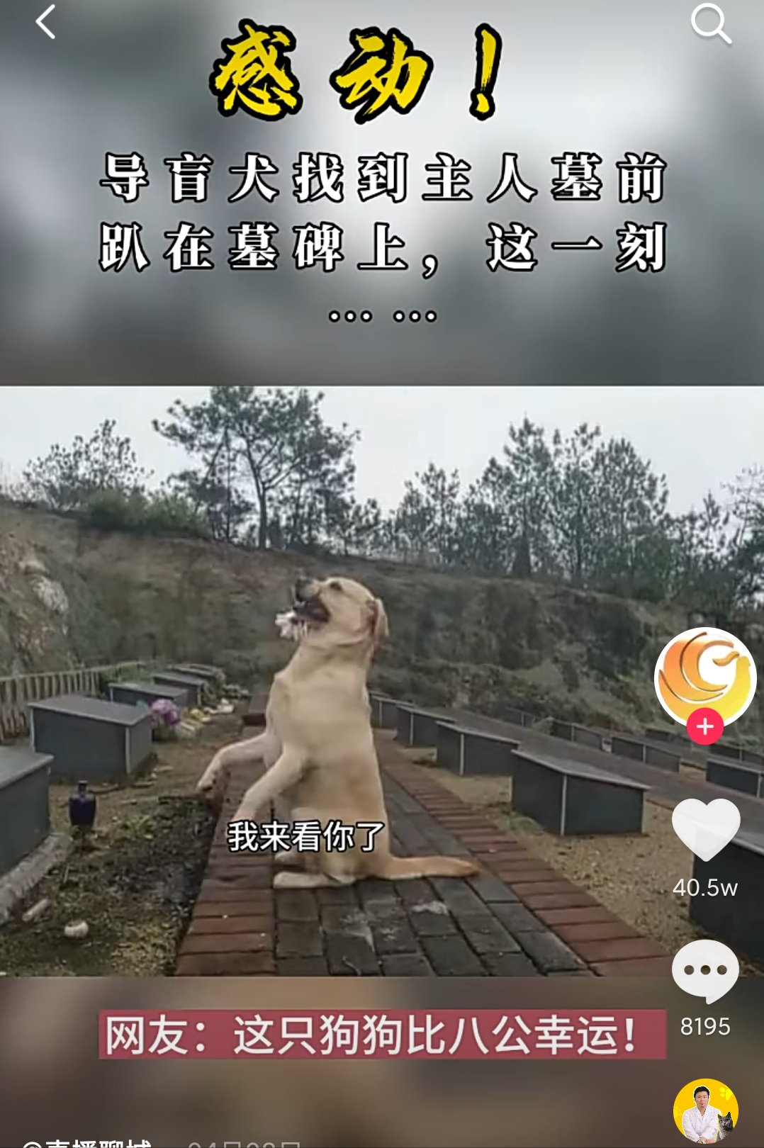 这只拉布拉多今天是特地来给曾经的主人扫墓的，它的口中咬着一朵白色的小花，拉布拉多