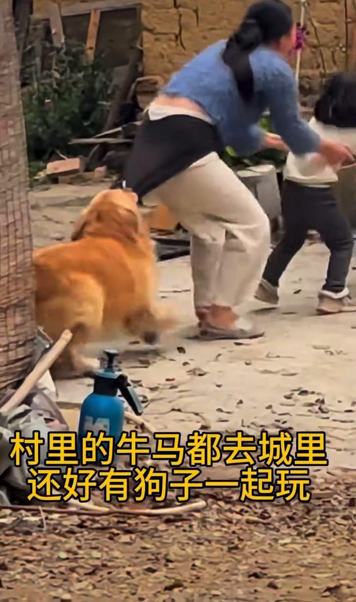 村里的牛马都去城里，还好有狗子一起玩。