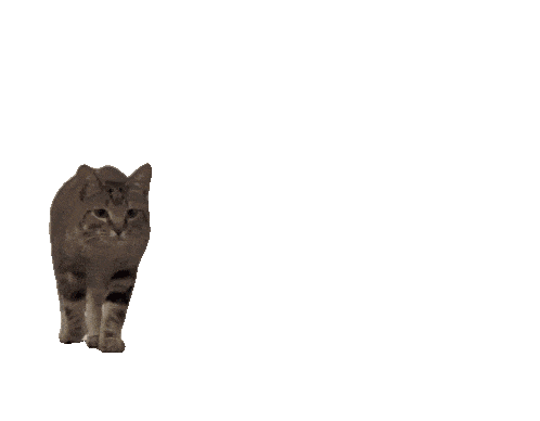 🐈‍⬛)（凑近）（闻闻）​​​​