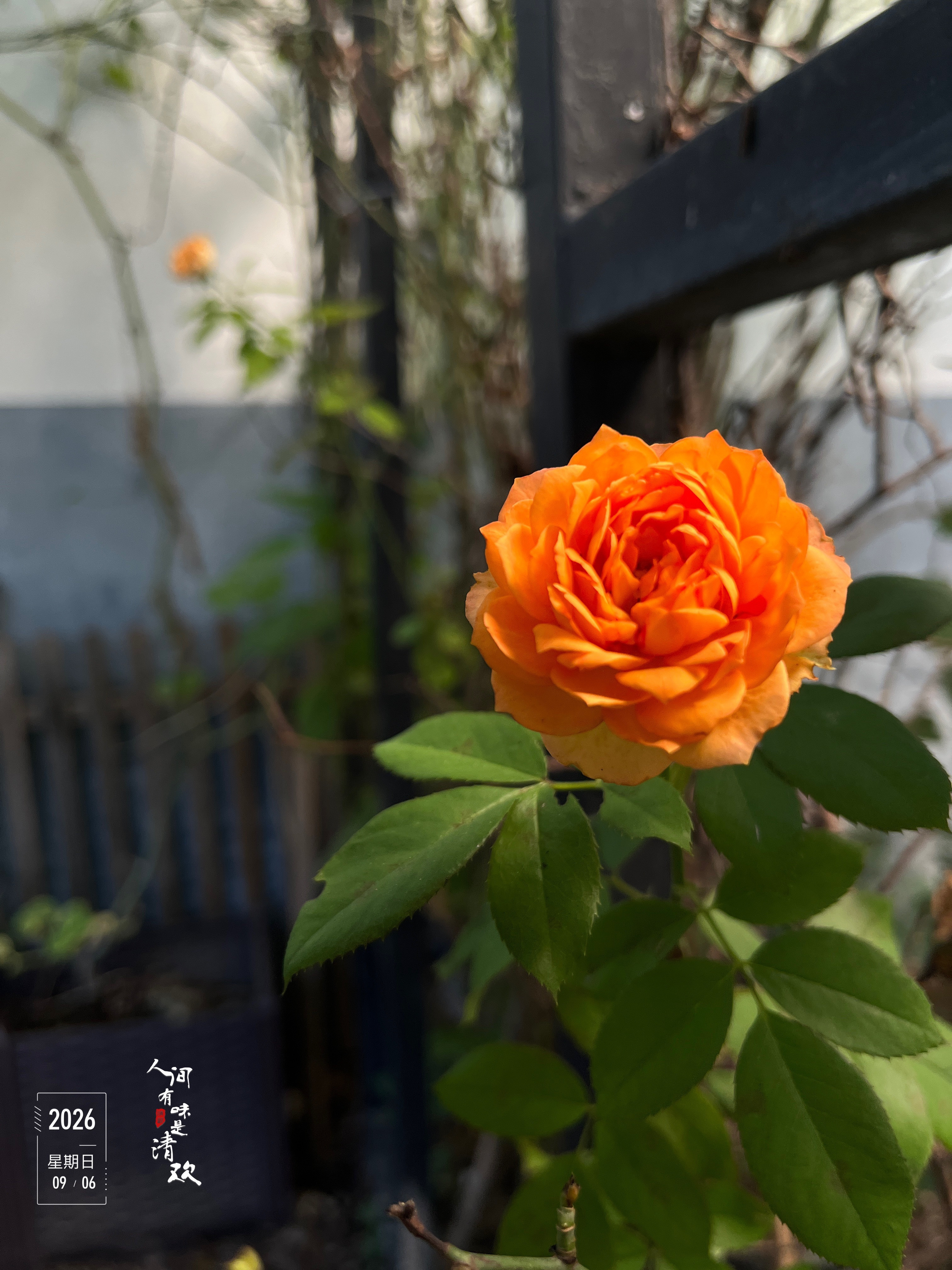 【2026年种植记事】豆角芸豆三两枝花，馅饼包子一壶淡茶。​​​