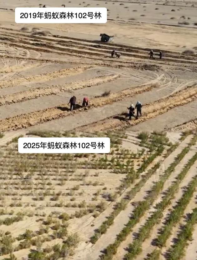 9年种树6.19亿棵，蚂蚁森林累计种植面积相当于半个乌兰布和沙漠！蚂蚁森林已