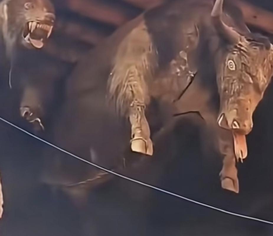 “惊心动魄的瞬间，猛兽与野牛的对决