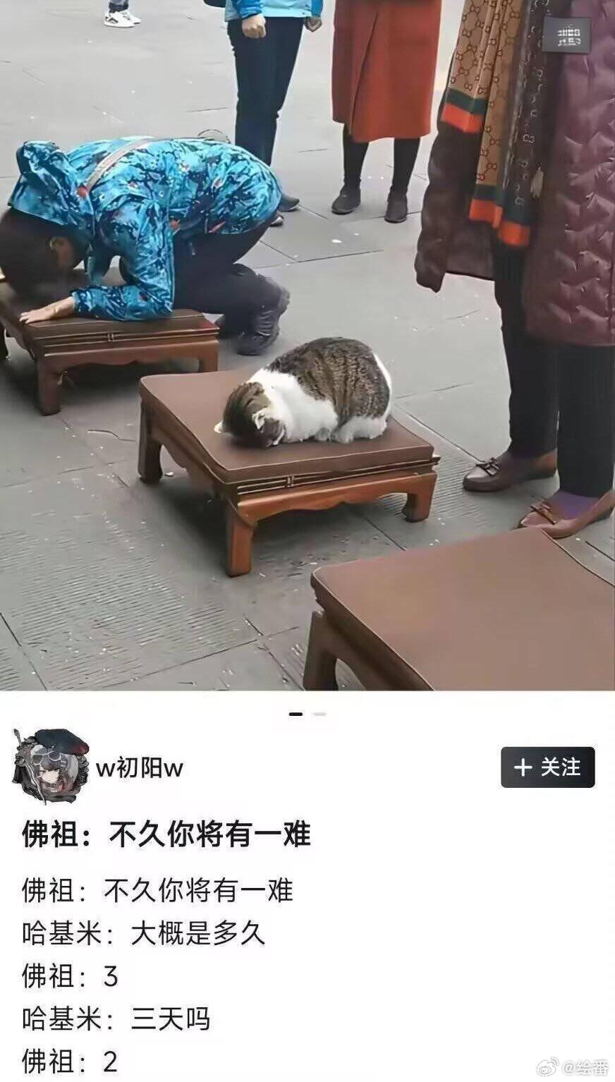 小猫：你这样是不会被佛祖庇佑的！真有一只猫这样趴在上面拜，你看到了真的舍得推下去