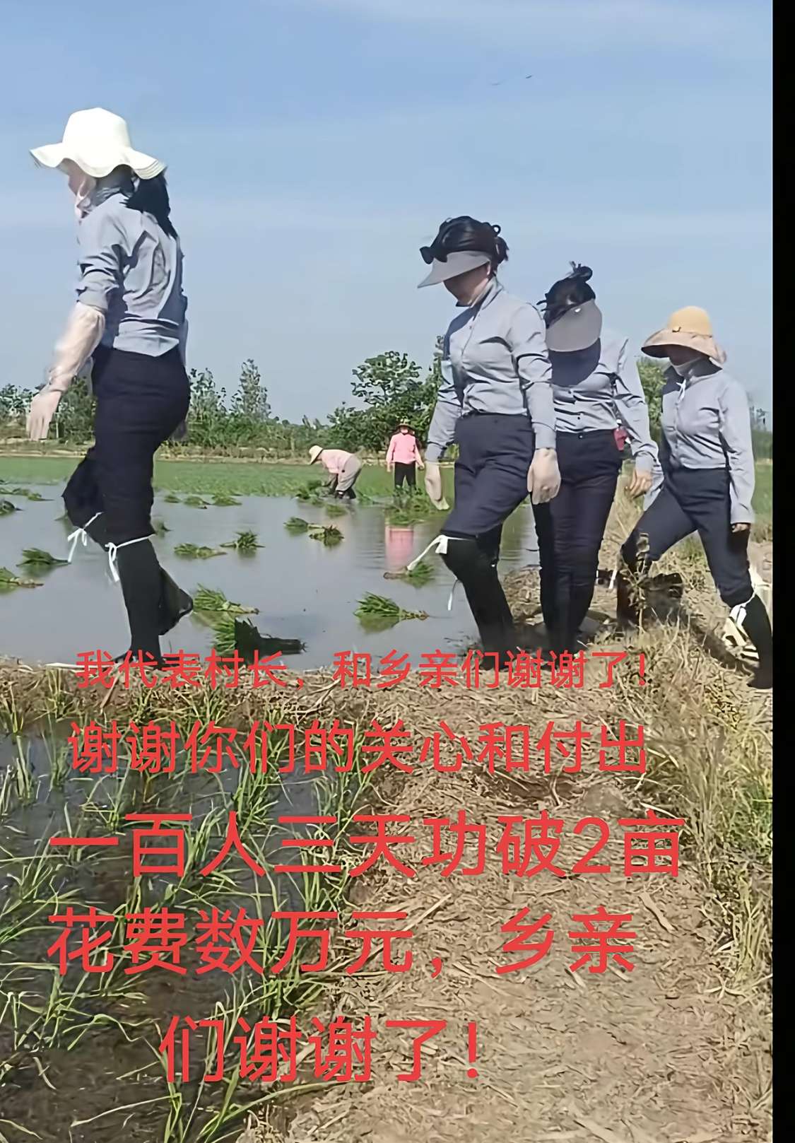 下农村表演插秧费用花了几万