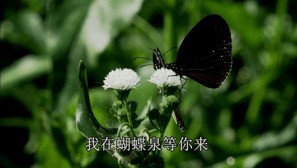 迷宫蝴蝶歌曲谱_蝴蝶迷宫图片