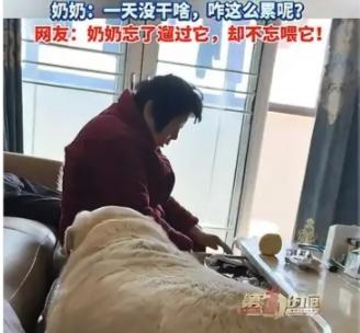 成精了！江苏，一位奶奶有老年痴呆，记性不太好，她养了只狗狗，每次遛完回家都会给狗