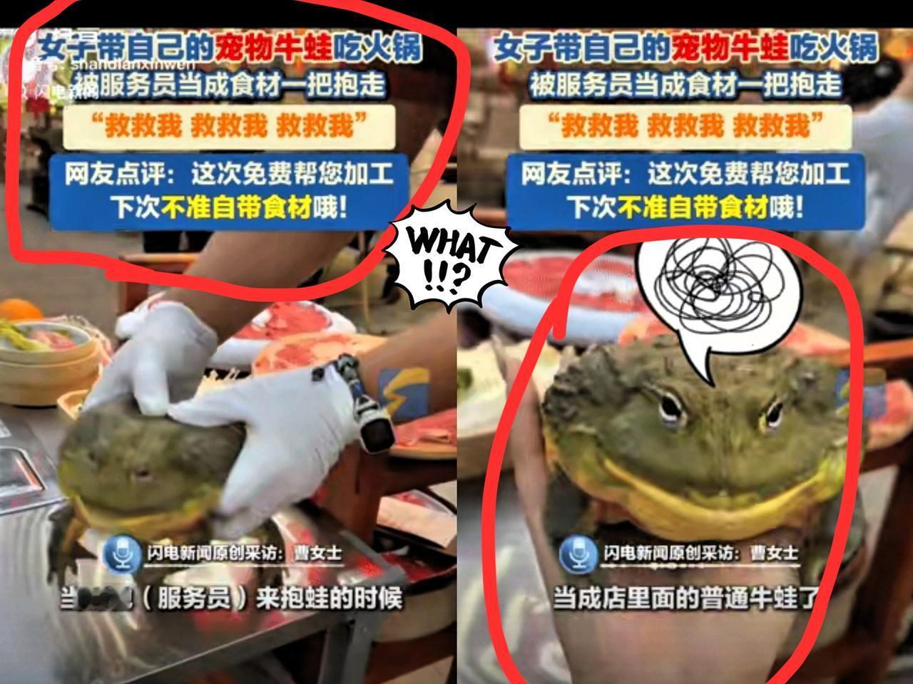 笑不活了！女子去火锅店吃火锅，当时店员看到桌子上放着一只牛蛙，以为是店里的