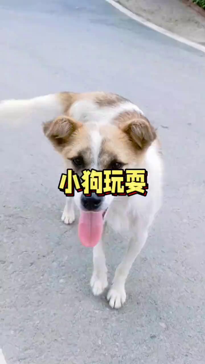 小狗玩耍。