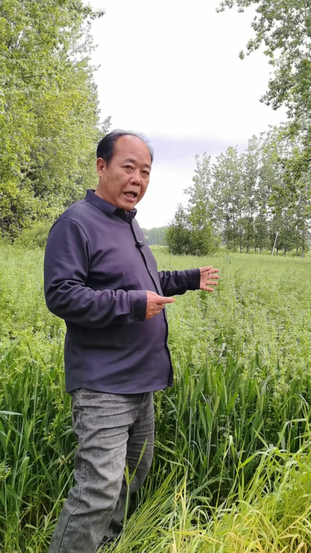 看到自家麦田变成这样，真的太崩溃了。一个月前辛辛苦苦打了除草剂，满心期待麦浪滚滚