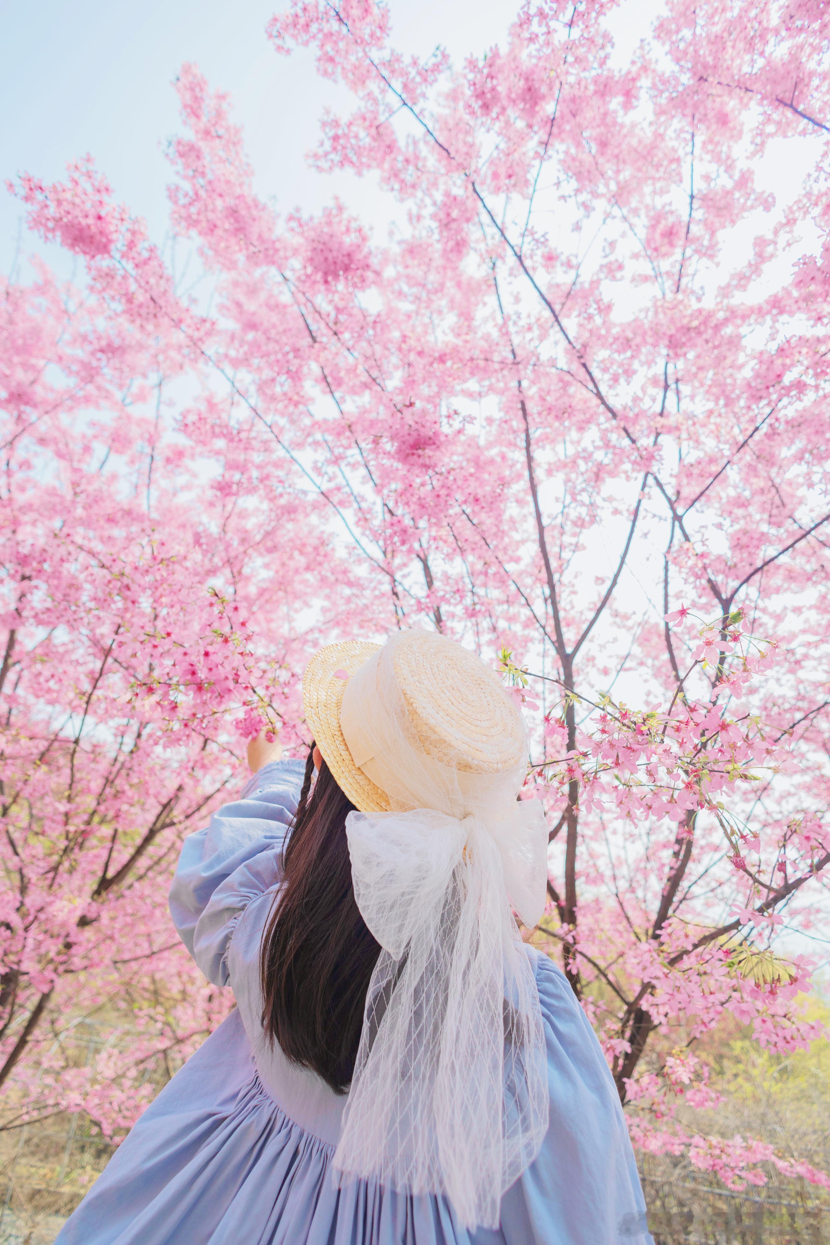 🌸🌸🌸把春天存进相册吧～猫山的樱花太美了✨樱花微相册投稿遇见美好摄影不凡