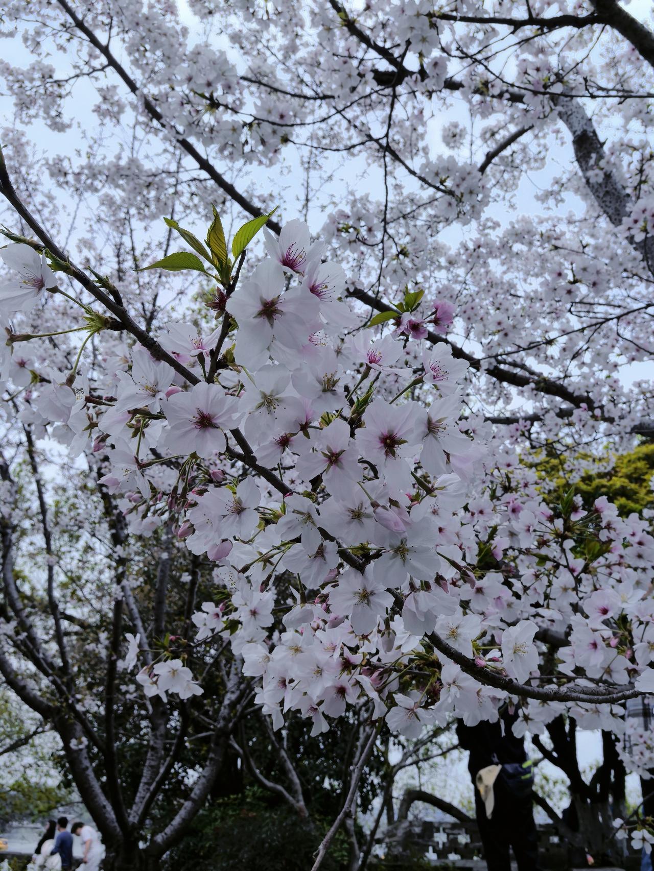 今天，一位南京的家长跟我感慨，为何越是好学校的学生越要出来补课？因为好学校学生的