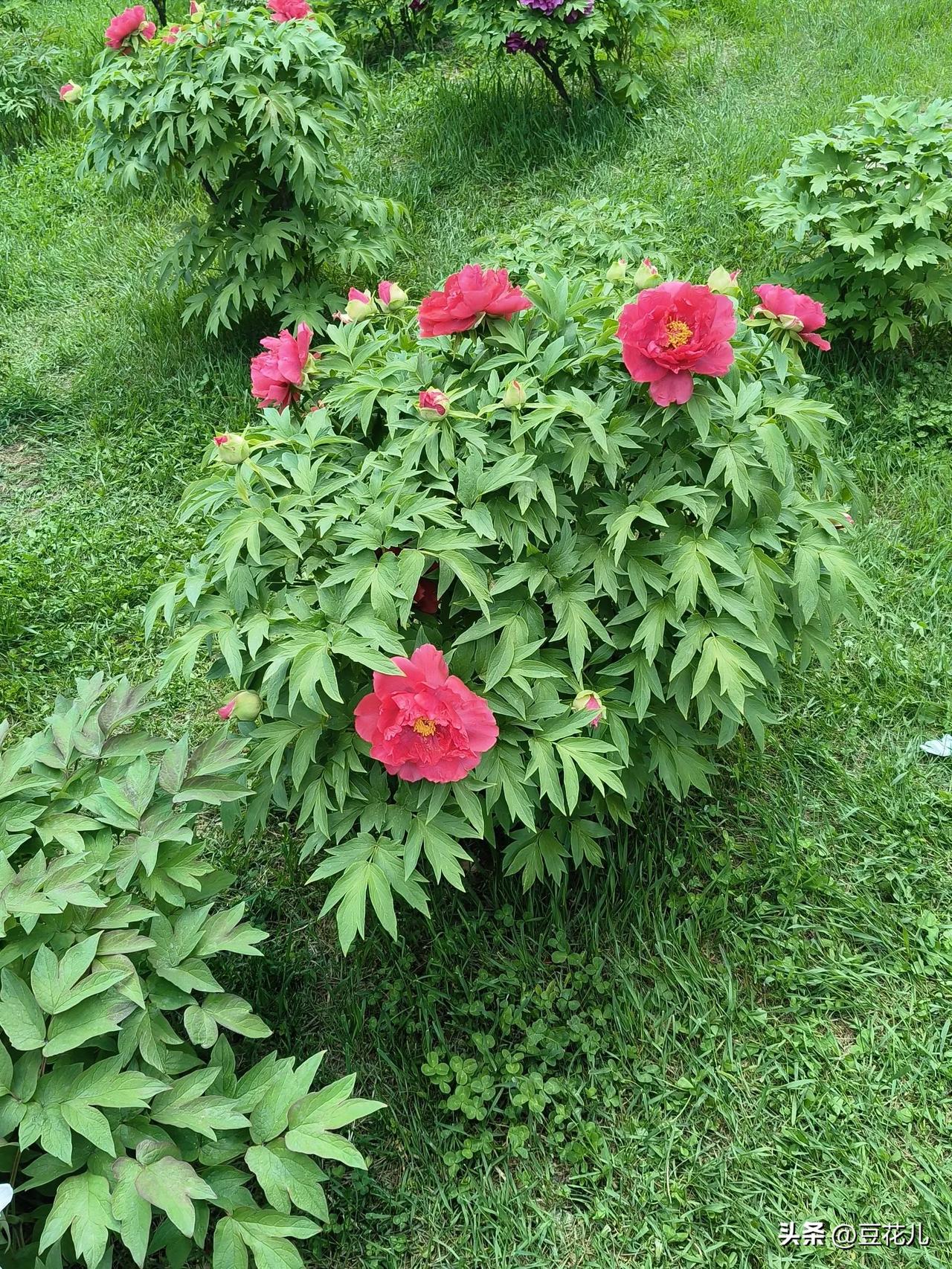 每当想发火的时候，及时提醒自己:我不是在养一个听话的孩子，而是在陪一个人类长