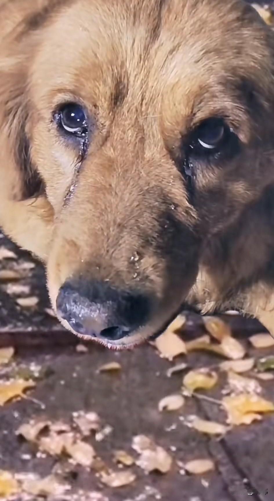泪目了！这天夜里，一位小哥哥去夜跑，当他跑到一条小路上的时候，看到一只流浪狗落寞