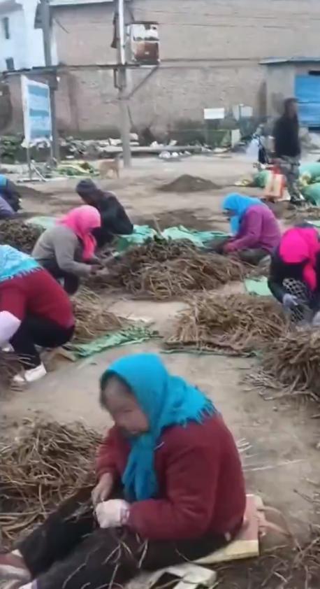 甘肃农村70多岁的老人们在干活，在穿中药的根须。听视频说是一天可以拿50元。生活