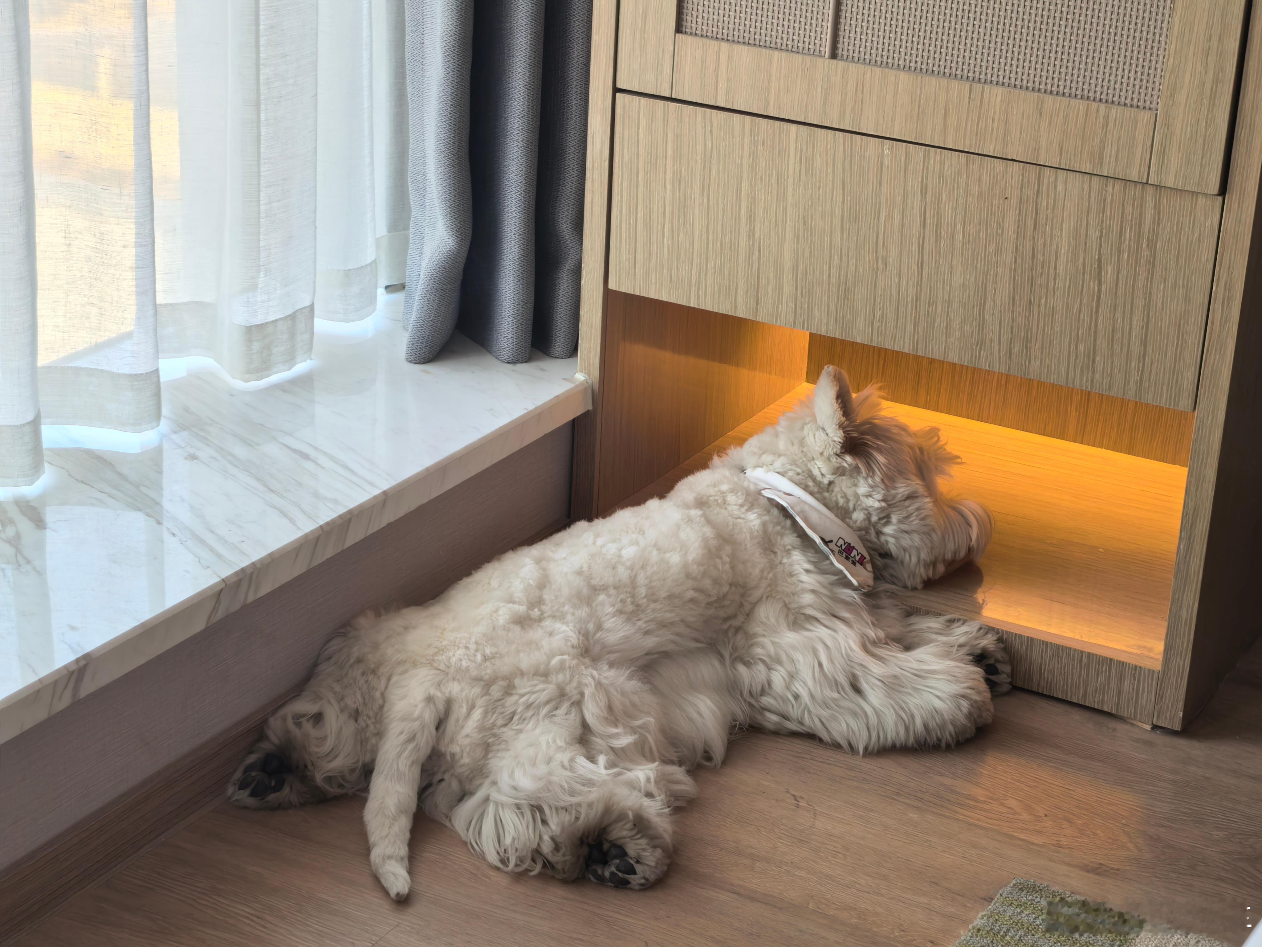 每天睡觉的时候，有财就会趴在我的床边，像个宝宝一样，睡姿越不好看，证明它睡的越踏