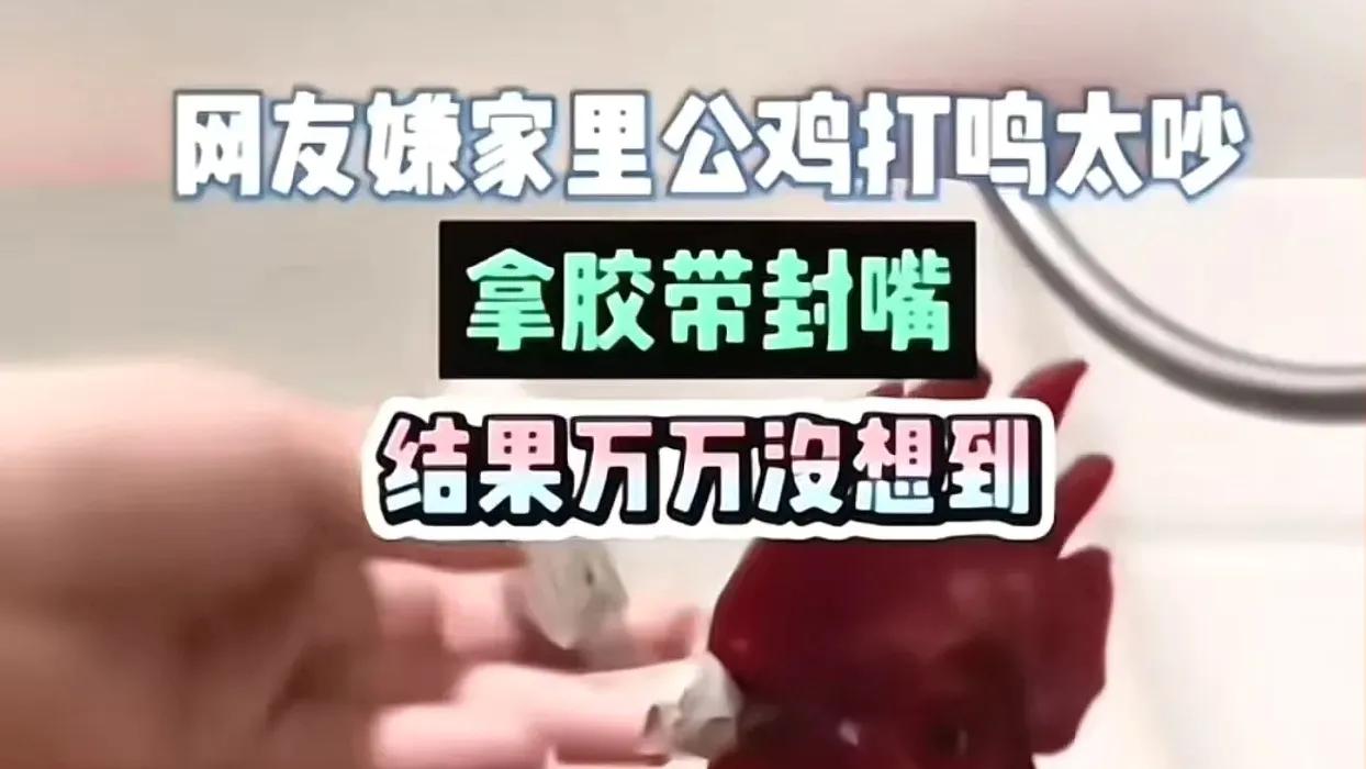 女子嫌家里公鸡打鸣太吵，拿胶带封嘴，结果万万没想到……过年临近，亲戚送来一只