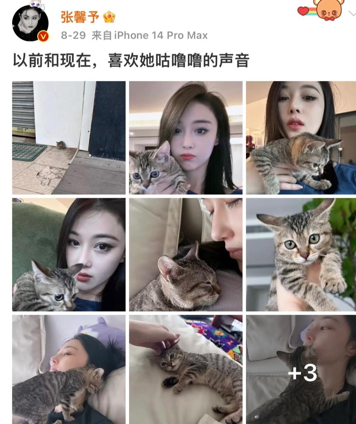 张馨予何捷撸猫逗狗猫咪和狗狗治愈一切张馨予到底有多少只宠物呀？感觉她好爱宠物尤爱
