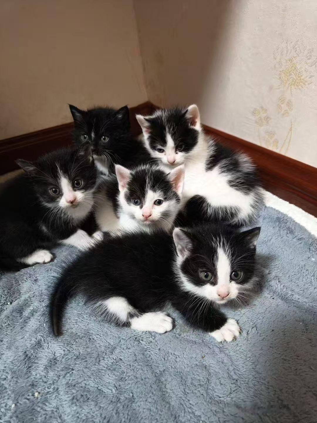 同一窝小猫也会有好看的和没那么好看的。当它们再长大点，它们还会长成乖的和没那