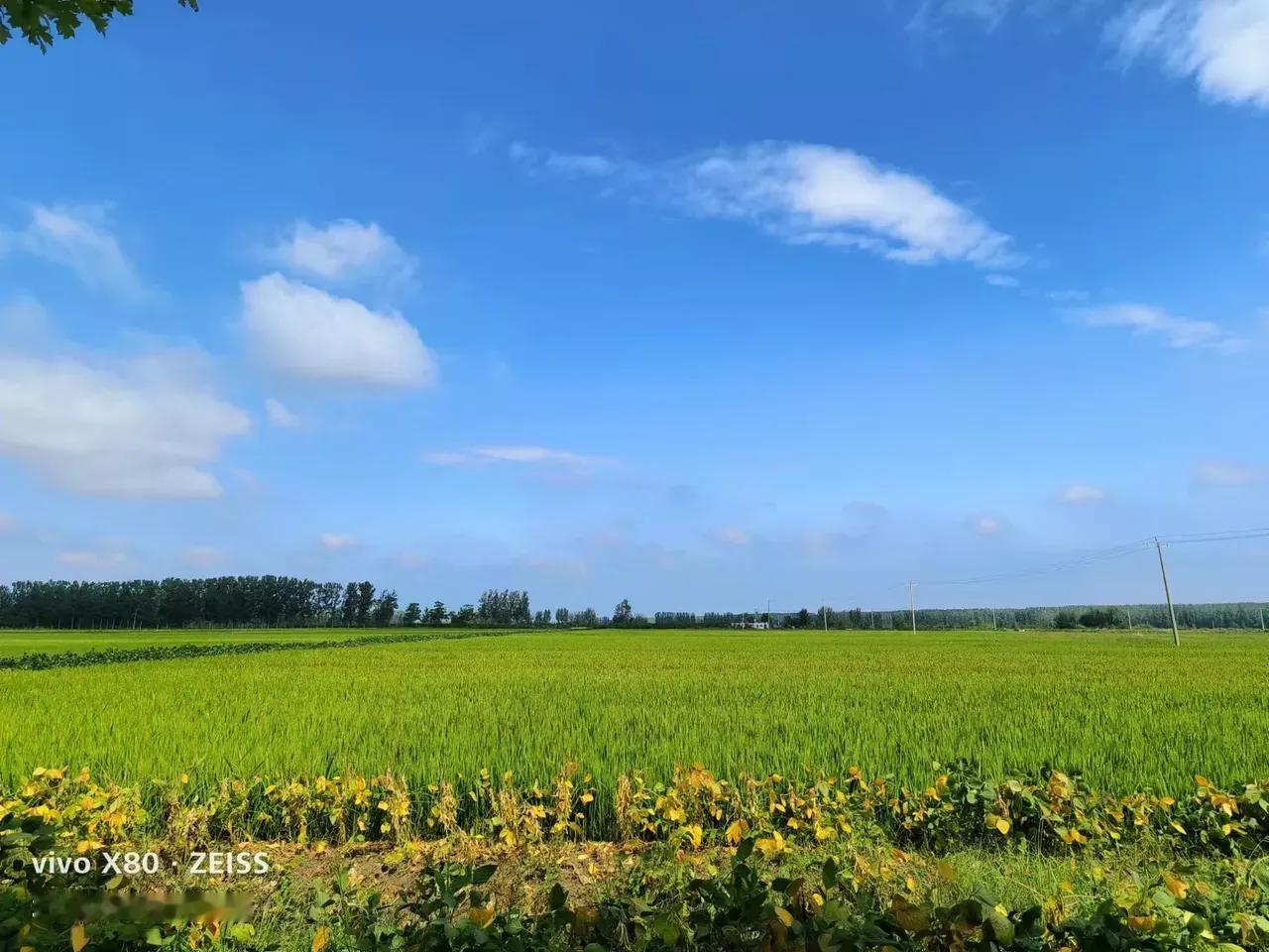 母亲去世后种了一辈子地的父亲离开故土和我一起去城里居住。临行前堂叔找到我，希