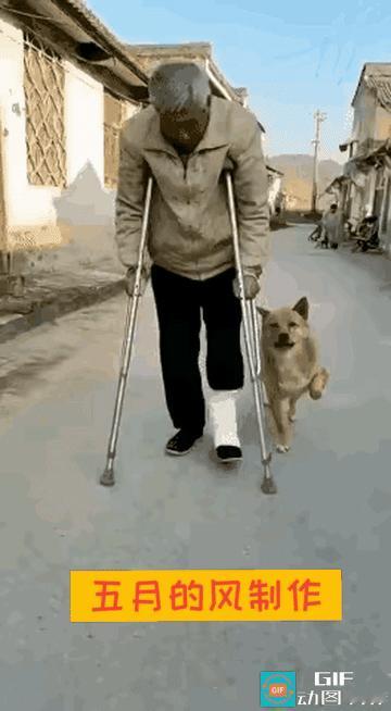 太搞笑了大爷腿缠绷带拄着双拐一步一瘸地挪着身旁相依为伴的大黄狗倒好