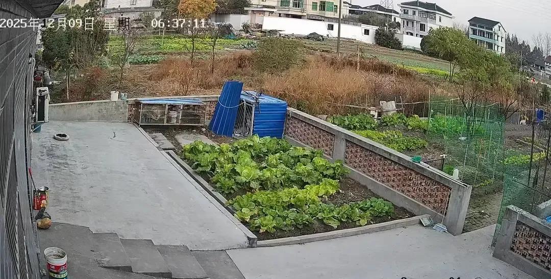 刷到个准新郎发视频，老爸为了给他攒婚礼钱，每天凌晨四点去批发市场拉苹果，再骑三轮