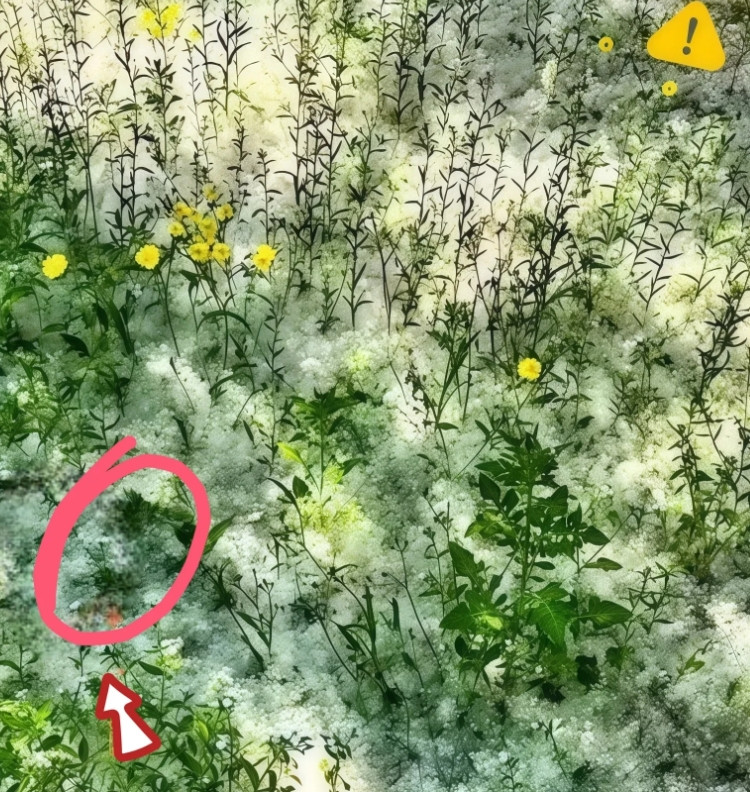 快讯！快讯！河北宣布全部砍伐！河北砍杨大作战开始了！石家庄、邢台、廊坊等地
