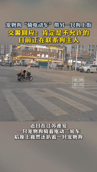 （真的是解释不清了！江苏街头惊现神奇一幕：一只宠物狗骑着电动车招摇过市，后座居