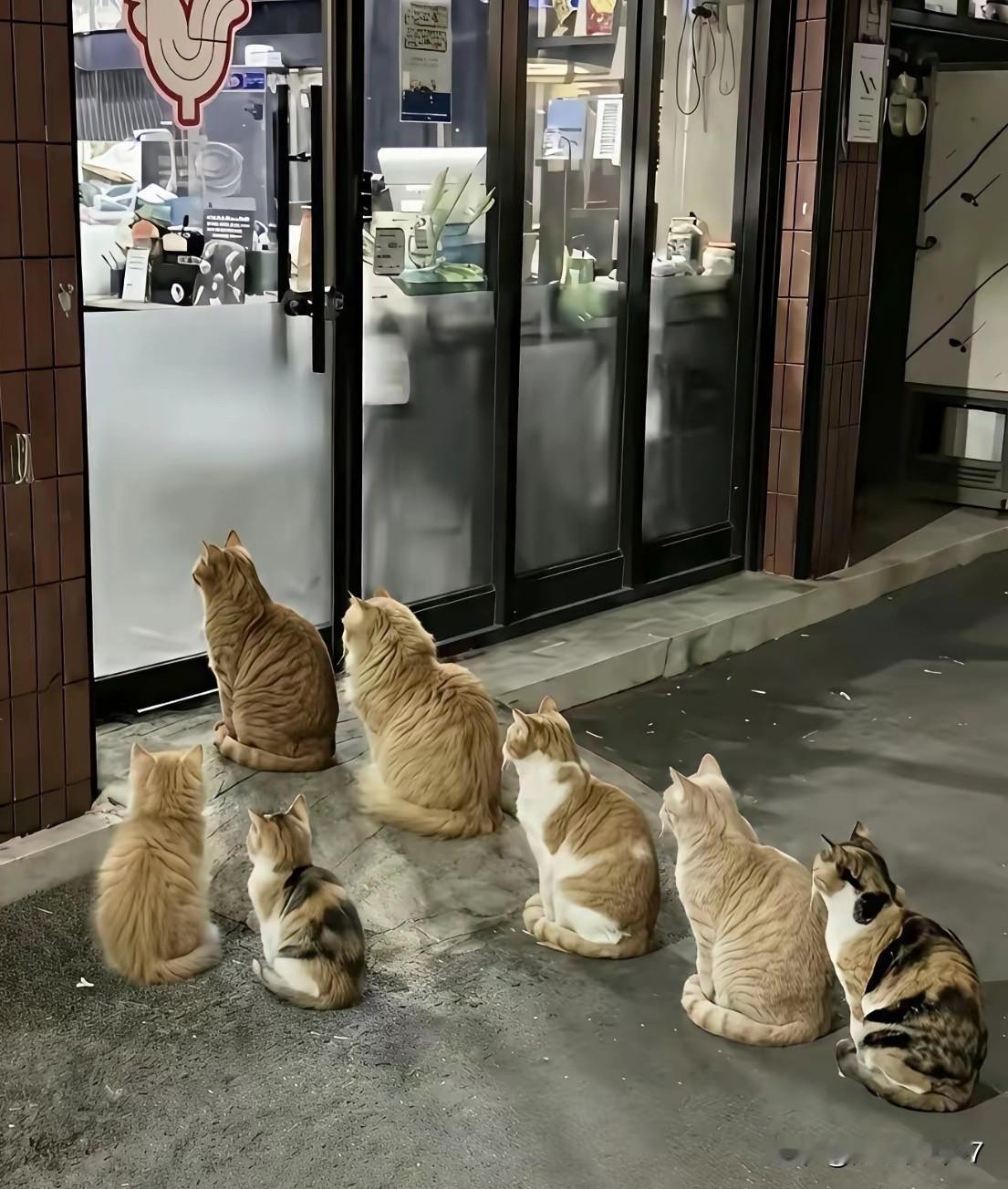 万万没想到，一家炸鸡店的“回头客”，居然是一群猫！网友开炸鸡店，某天看见门