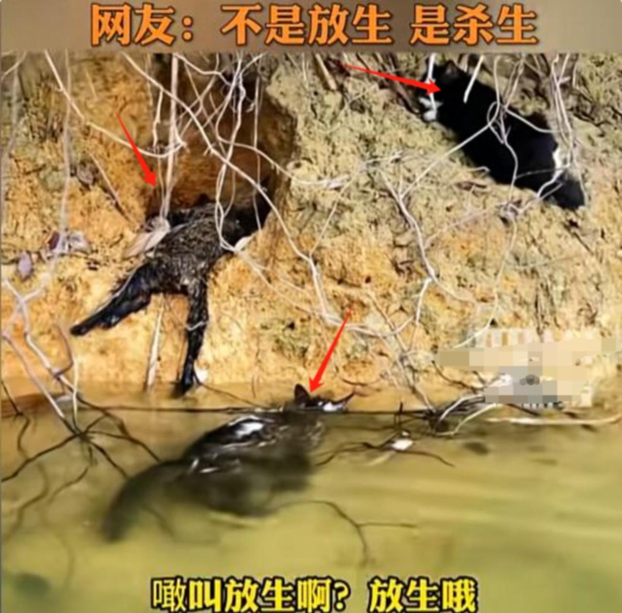 广东水库现放生猫群.暗藏跨省贩运链.数百猫咪生死成谜.2026年11月1日早上