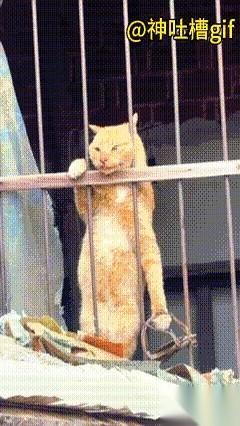 我勒个去！这大半夜刷手机，刷到这条，心都跟着揪紧了！一只猫，趴窗户上，爪子被夹住