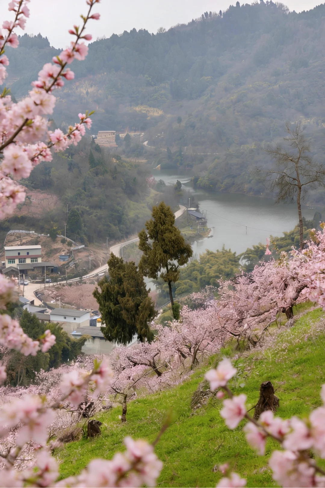 龙泉山桃花开啦！毛家口水库6km自然环线
