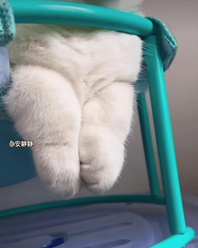 怎么会有这么肥美的小猪蹄