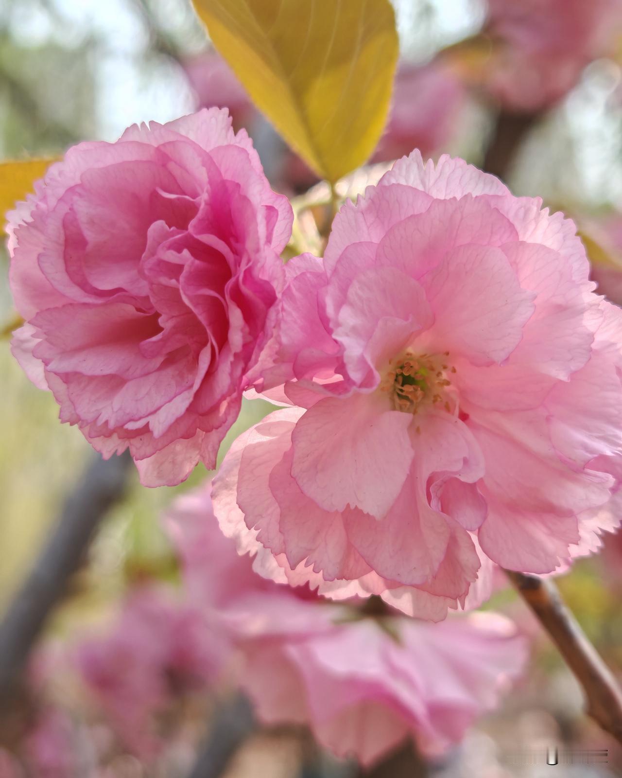 你们说这种情况算不算是真正的缘分？亖了都要在一起我们隔壁村真实案例，是两个男