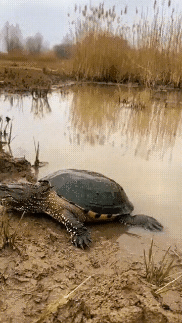 为了活命只能是裸奔了，生命比面子更重要。
