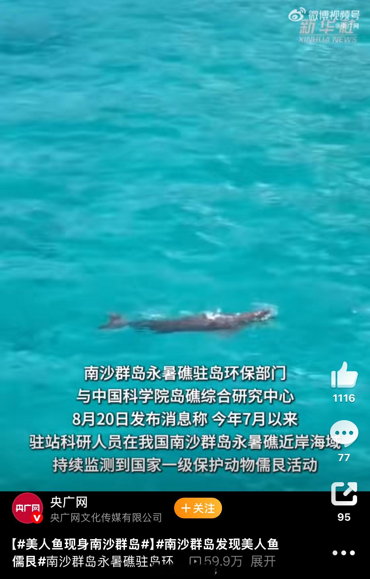 全球最古老海洋哺乳动物现身南海也就是传说中“美人鱼”的原型——儒艮。这是海牛目