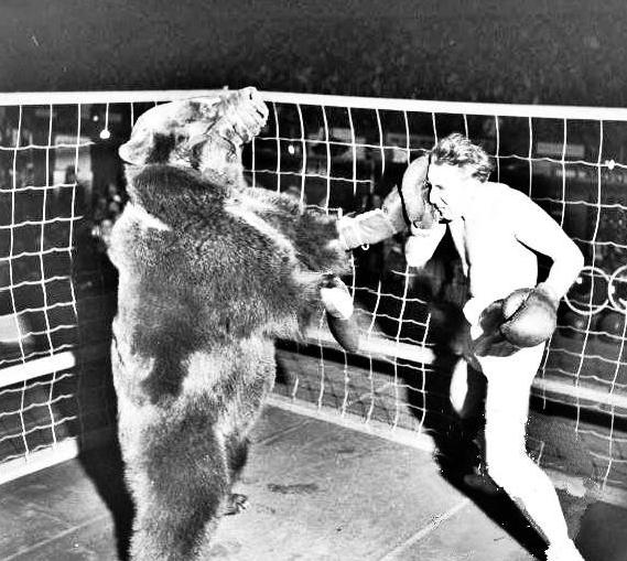 为了验证人类能否徒手搏杀棕熊，1949年，外国人曾举办过一场棕熊与拳击手对战的比