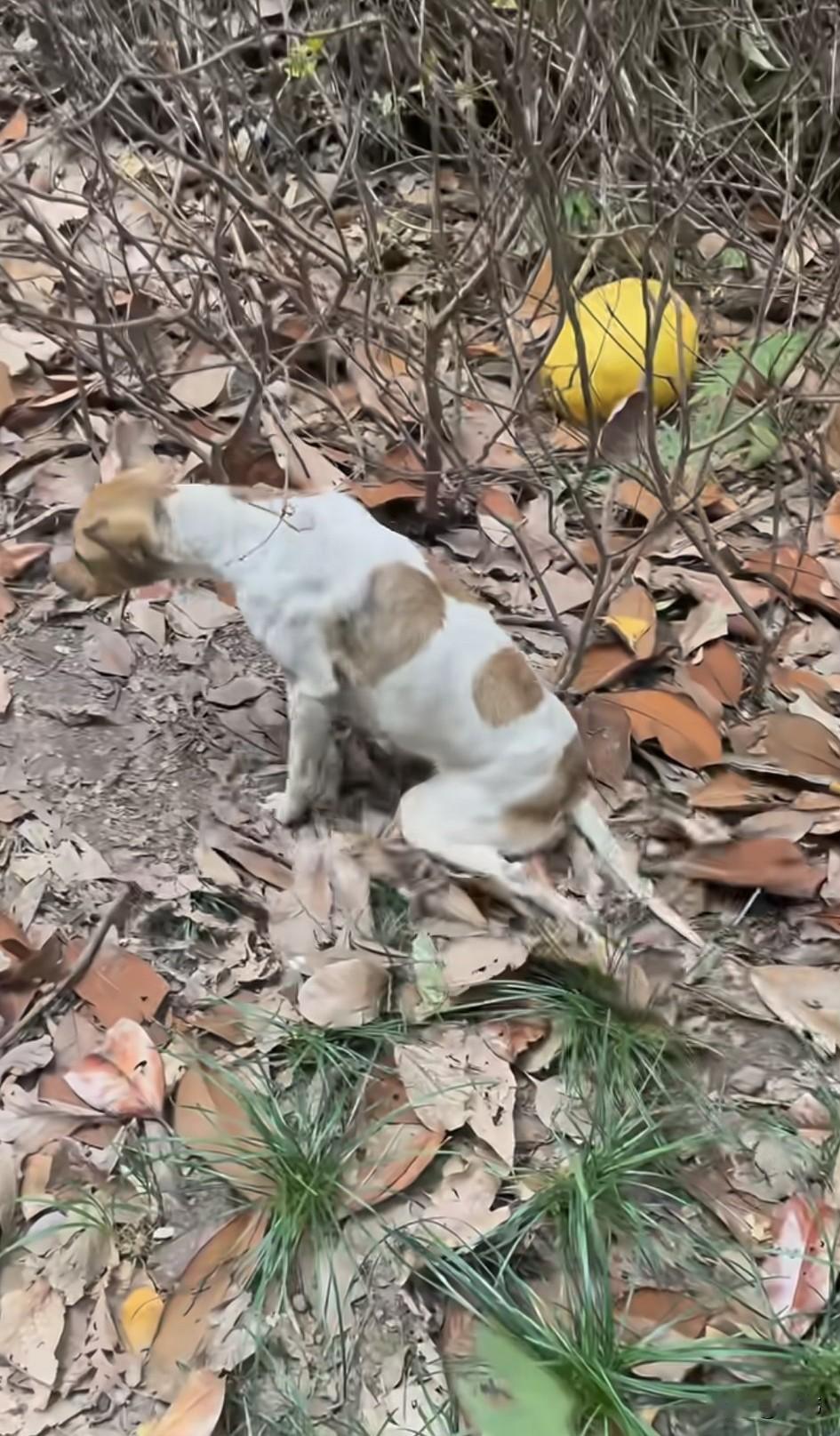 太可怜了！这天一位心里就去公园玩耍，当她走到一个灌木丛的时候，看到了无比凄惨的一