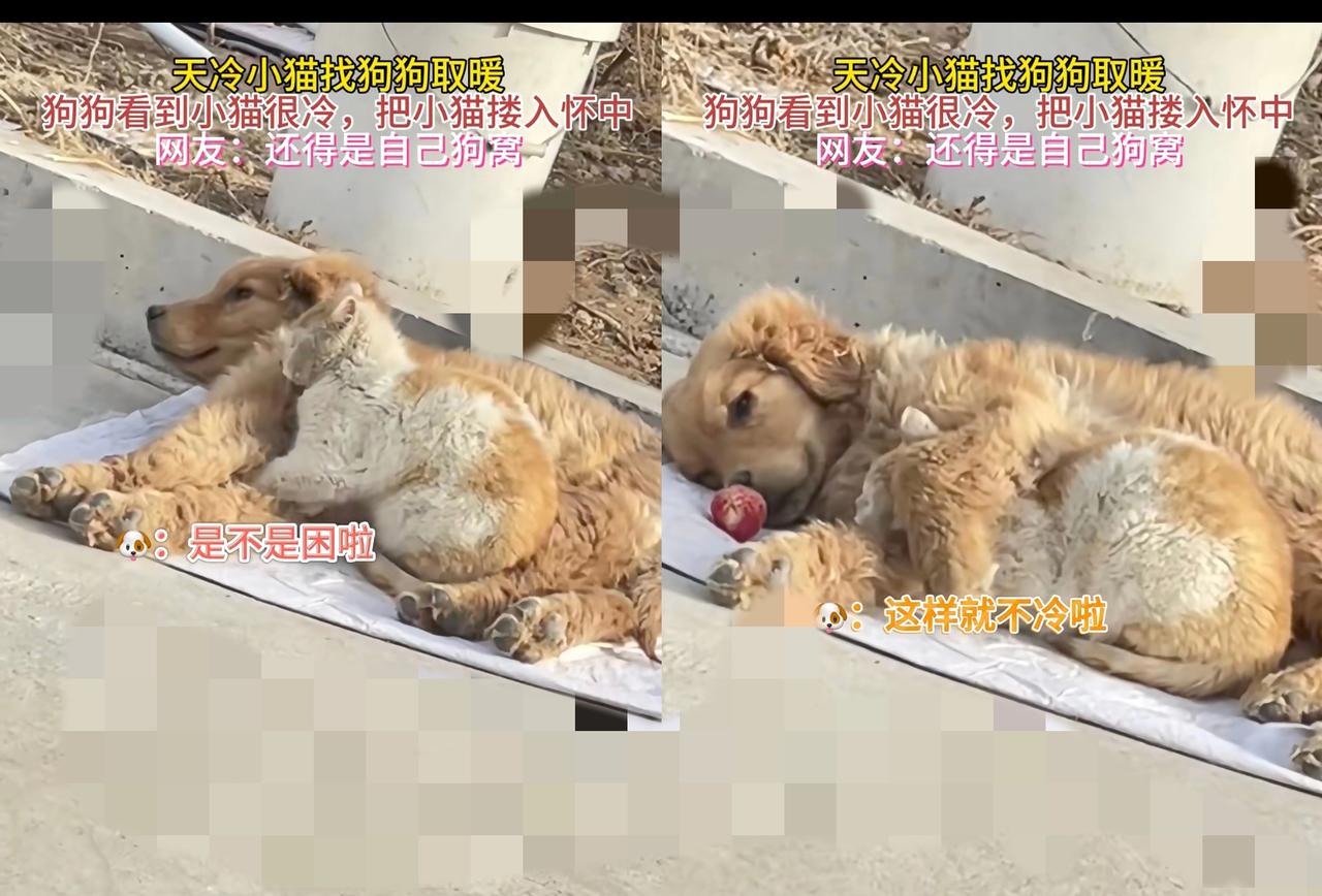 别再只夸狗狗暖心了！天冷时小猫钻进狗怀里取暖的画面，根本不是巧