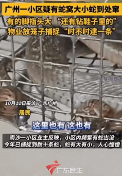 广州一男子出门穿鞋，突然感觉鞋子里有动静，他以为是袜子，结果凑近一看，竟然在里面